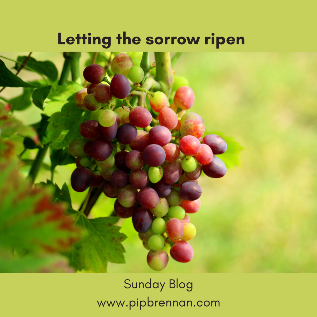 Picture of grapes - some ripe, some not. The words "letting the sorrow ripen" inspired by a Martha Beck podcast https://marthabeck.com/gathering-pod/the-uses-of-adversity/#/
