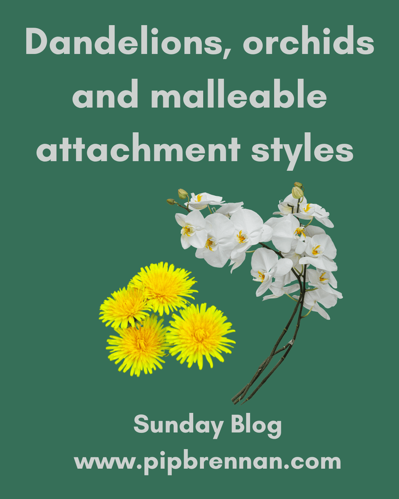 Image of a dandelion and orchid with  the blog title